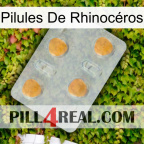 Pilules De Rhinocéros 24